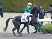 未勝利戦（牝）　本馬場入場