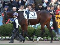 新馬戦　パドック