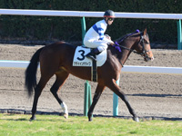 新馬戦　キャンター
