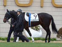 新馬戦　パドック