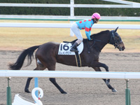 未勝利戦（牝）　キャンター