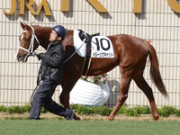 新馬戦　パドック