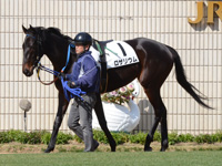 新馬戦　パドック