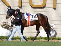 未勝利戦　パドック