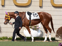 新馬戦　パドック