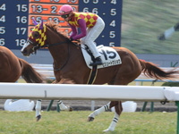 新馬戦　キャンター
