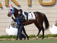 500万下　パドック
