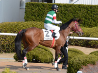 500万下　本馬場入場