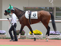 未勝利戦　パドック