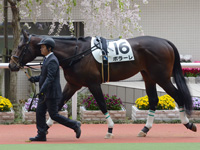 未勝利戦　パドック