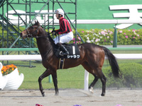 端午ステークス（ＯＰ）　本馬場入場