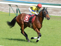 京都新聞杯（ＧＩＩ）　キャンター