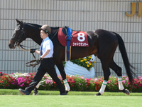 京都新聞杯（ＧＩＩ）　パドック