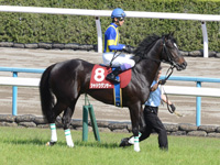 京都新聞杯（ＧＩＩ）　本馬場入場