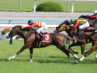 京都新聞杯（ＧＩＩ）　ゴール前（内2着）