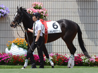 未勝利戦　パドック