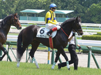 未勝利戦　本馬場入場