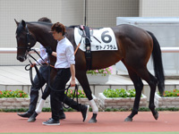 新馬戦　パドック