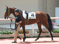 新馬戦　パドック