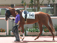 新馬戦　パドック