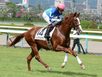 新馬戦　キャンター