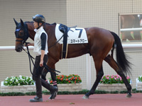 未勝利戦　パドック