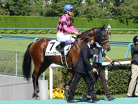 未勝利戦　本馬場入場