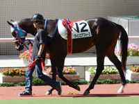 未勝利戦　パドック