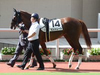 未勝利戦　パドック