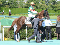 未勝利戦　本馬場入場