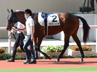 未勝利戦　パドック
