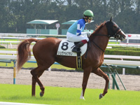 未勝利戦　本馬場入場