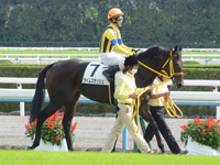 新馬戦　本馬場入場