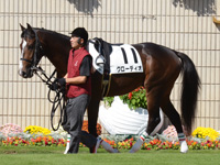 新馬戦　パドック