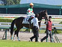 新馬戦　本馬場入場