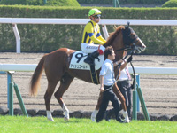 未勝利戦　本馬場入場