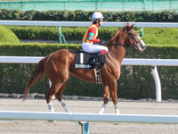 なでしこ賞（500万）　本馬場入場