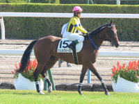 新馬戦　本馬場入場