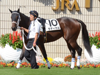 新馬戦　パドック