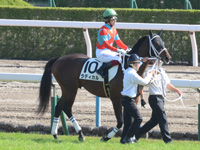 新馬戦　本馬場入場