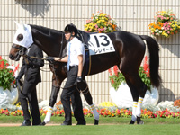 新馬戦　パドック