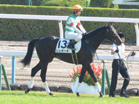 新馬戦　本馬場入場