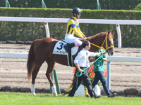 新馬戦　本馬場入場