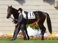 新馬戦　パドック