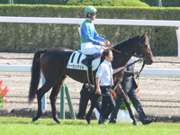 新馬戦　本馬場入場