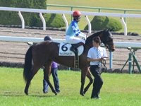 未勝利戦　本馬場入場