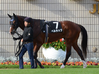 黄菊賞（500万）　パドック