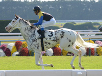 未勝利戦（牝）　キャンター