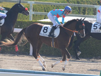 未勝利戦　キャンター