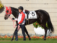 未勝利戦（牝）　パドック